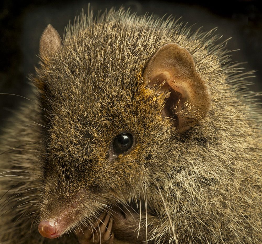 black-tailed antechinus face