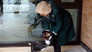 Queen Camilla interacts with Beth, her Jack-Russell terrier as they visit the Battersea Dogs and Cats Home in 2020