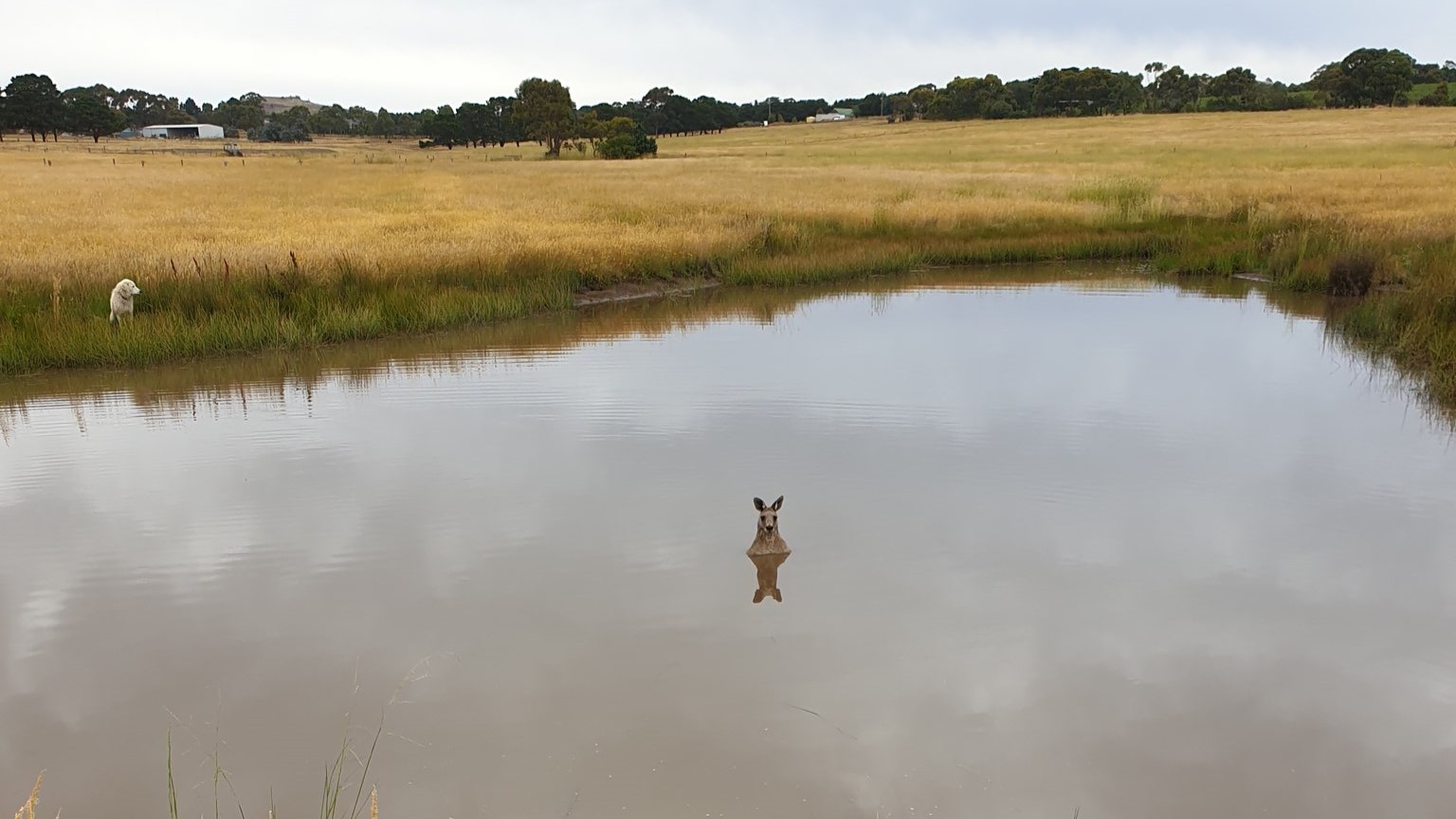 A kangaroo stands in a small water reservoir and a dog waits on the banks.
