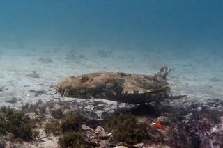A wobbegong shark (shown here) arrived at the site after the interactions between octopus D and others.