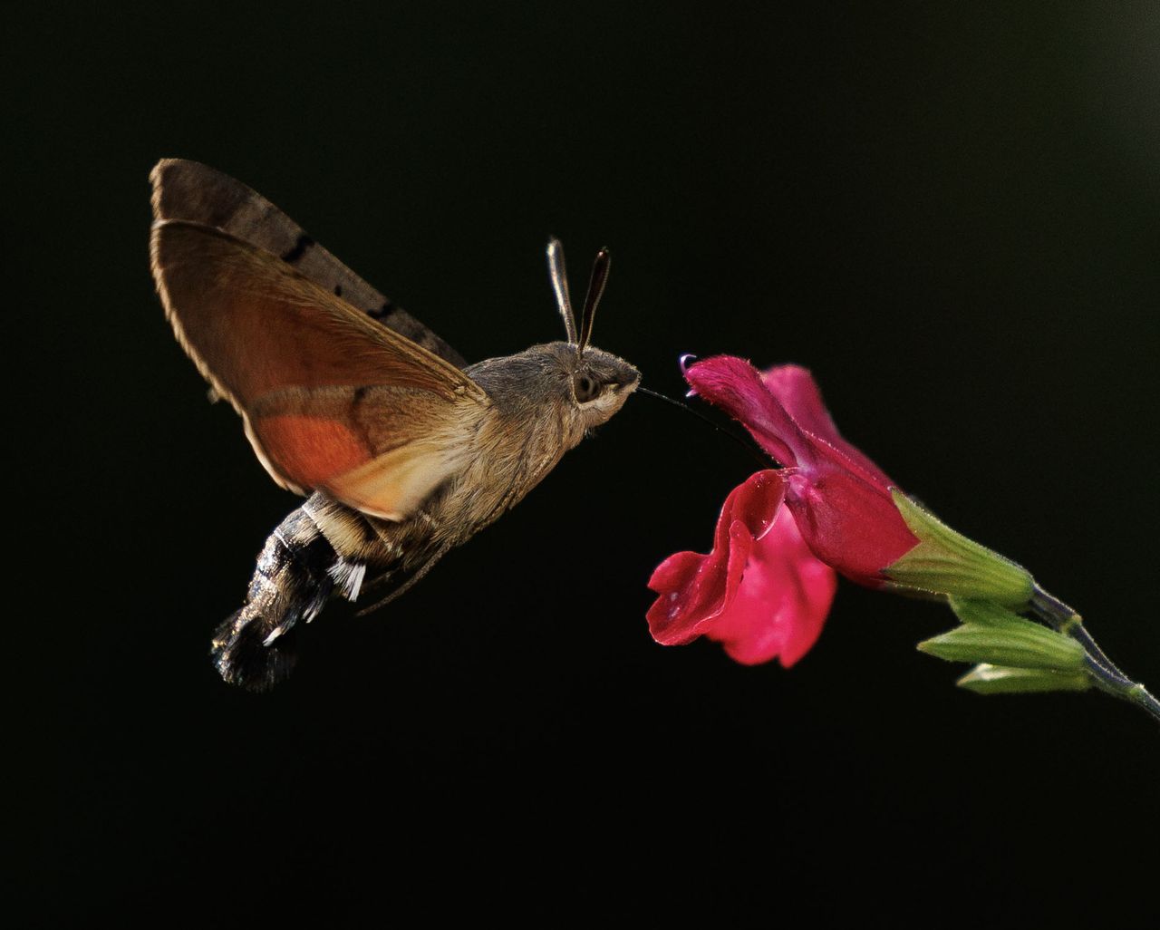 hummingbird hawk-moth