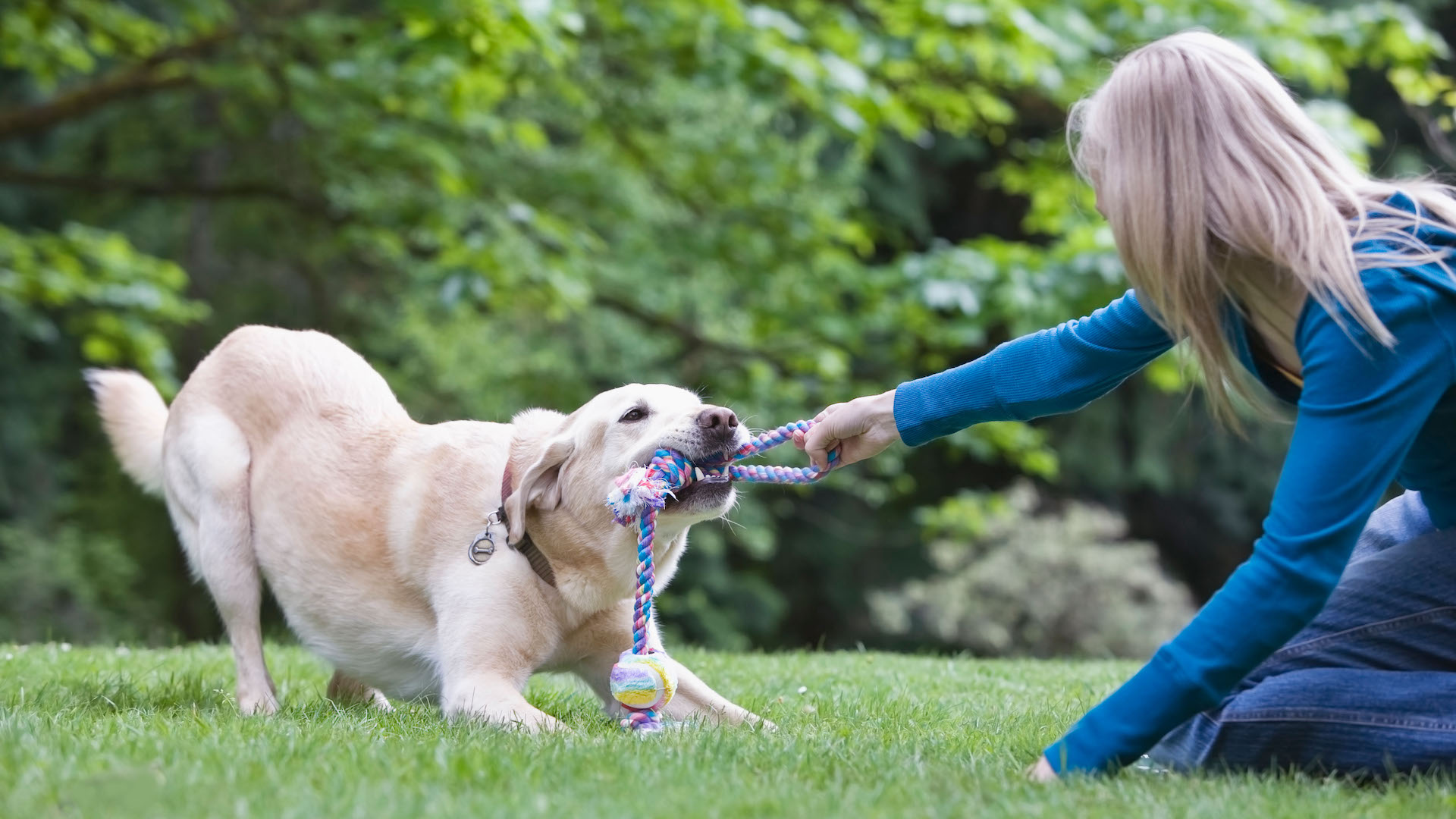 Labrador tug of war