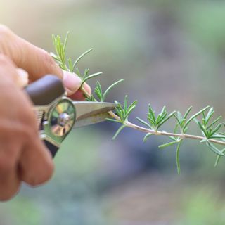 hand cuts a sprig of lavender with secateurs