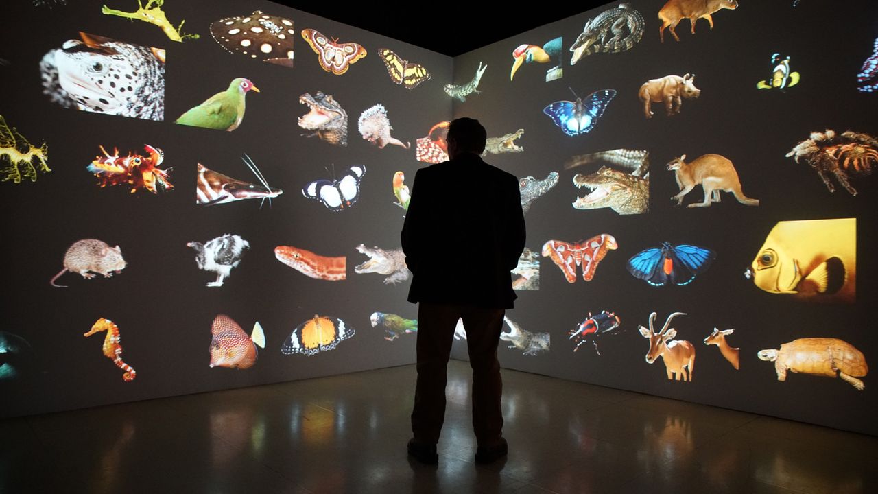 Washington, DC- Joel stands surrounded by his images from the Photo Ark(WGBH Educational Foundation/Chun-Wei Yi)