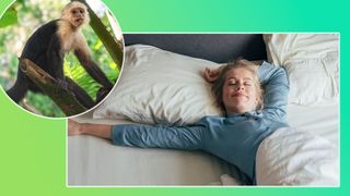A collage of images against a green background — in the top left corner an image of a monkey in the rainforest. In the bottom right, a woman lies in bed stretching after a good night's sleep