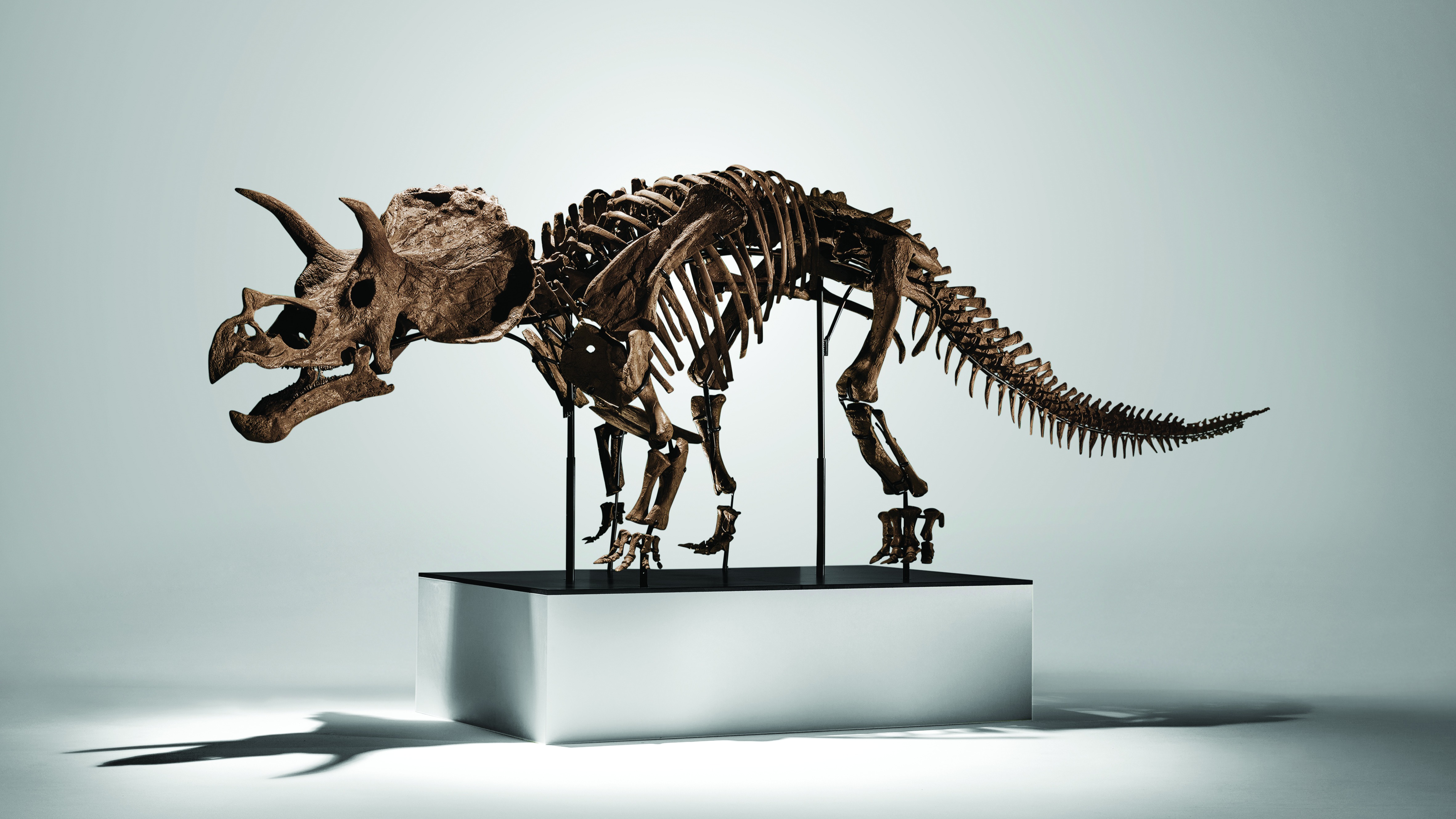 Dinosaur fossils of “Cera” the triceratops 