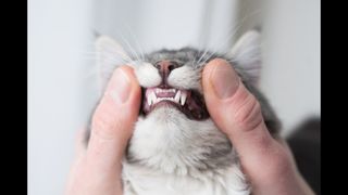 Owner looking at cat's teeth
