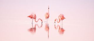 Three flamingos on water reflecting the pink of the sky