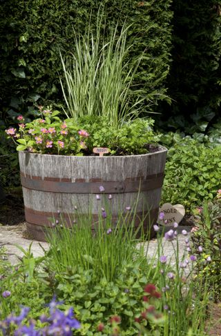 herbs planted in a wooden barrel