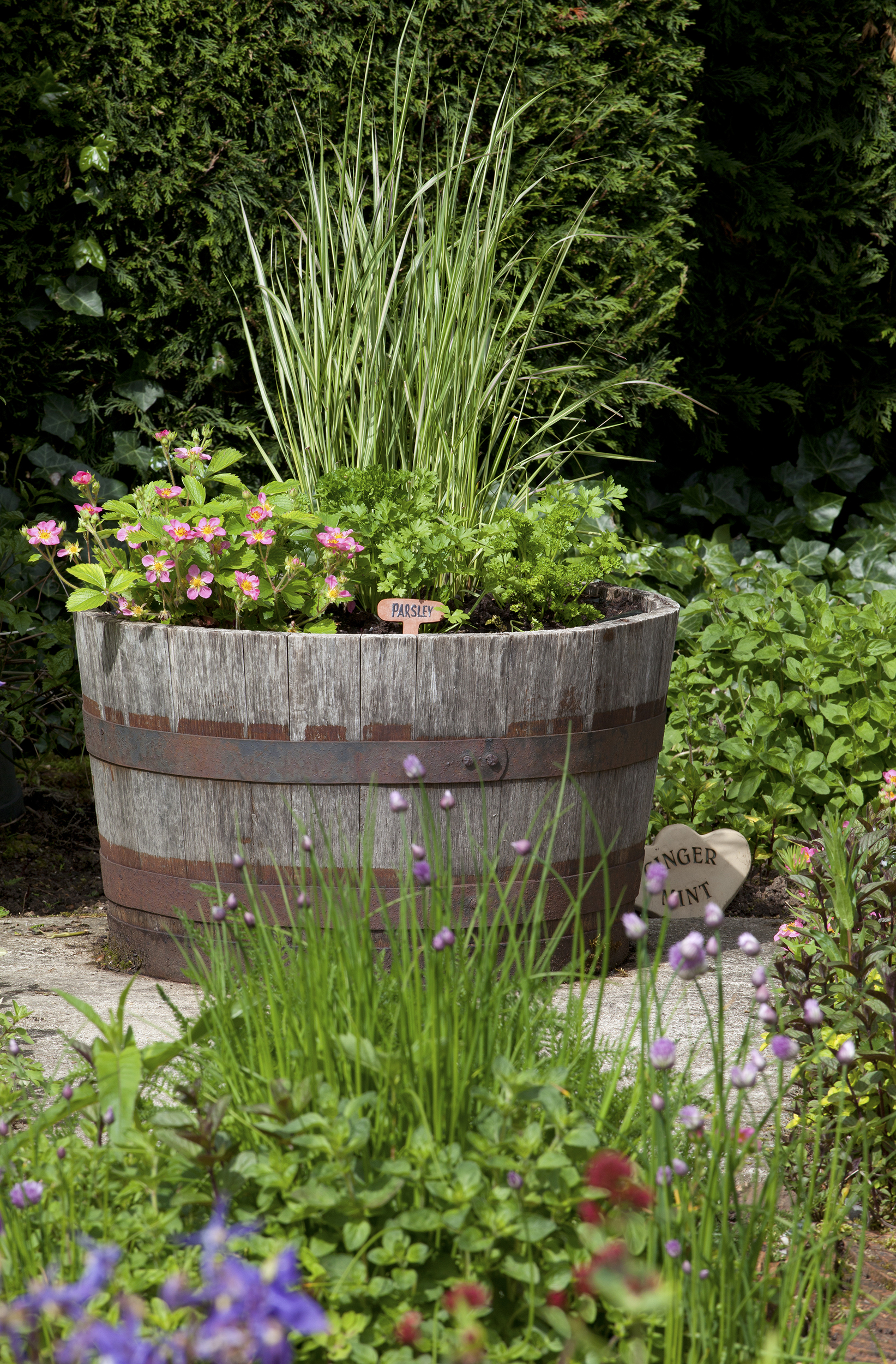 herbs planted in a wooden barrel