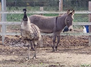 When the Carolina Waterfowl Rescue tried to separate Jack and Diane (an emu and donkey, respectively), the emu started pacing and the donkey began crying.