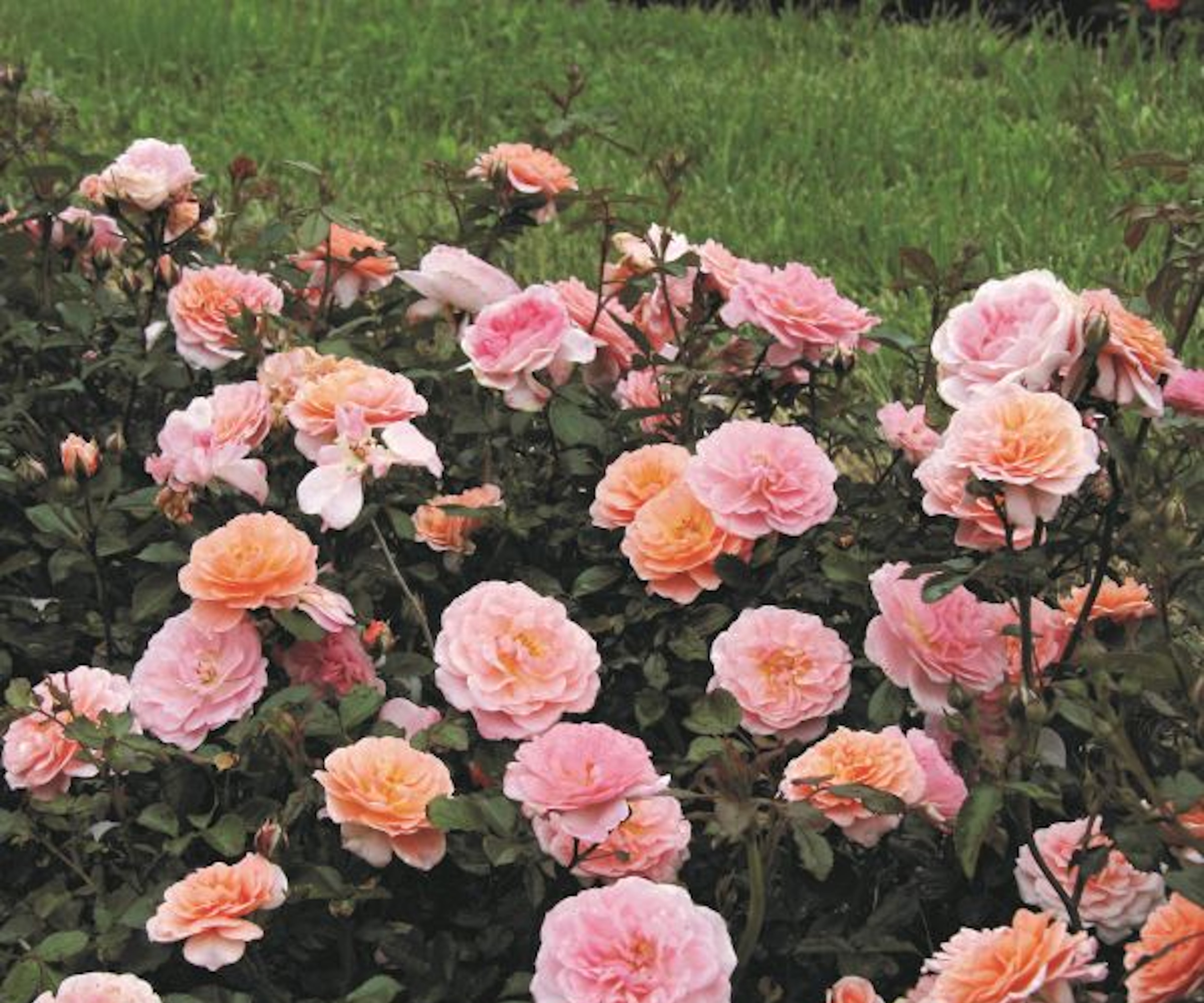 Apricot Drift ground cover rose growing in summer