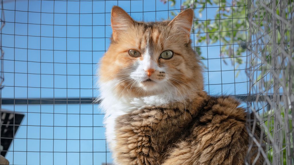 is-it-cruel-to-keep-a-cat-indoors-vet-shares-her-opinion-petsradar