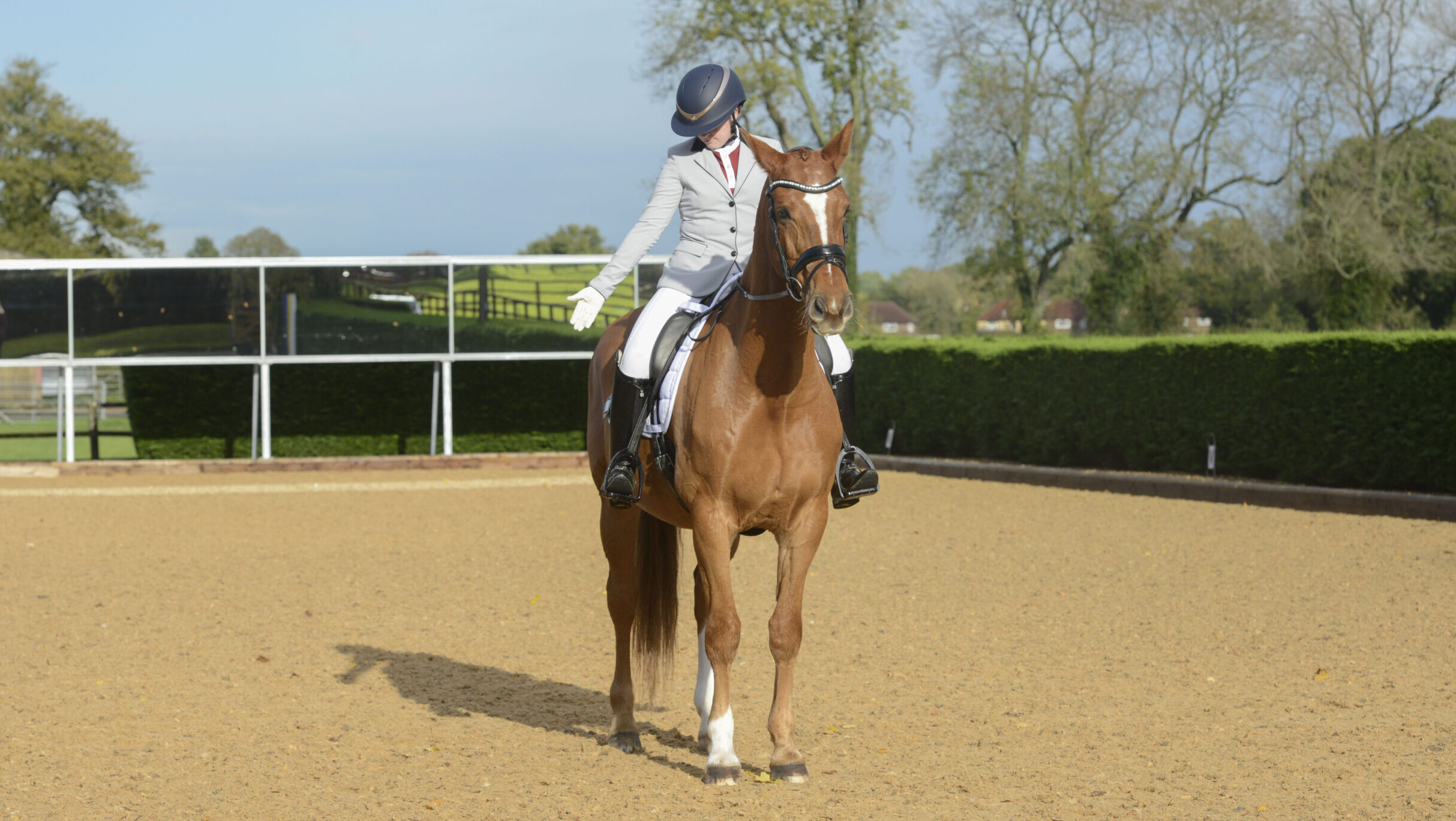 Rider demonstrating halt and salute