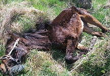 abandoned-pony.jpg