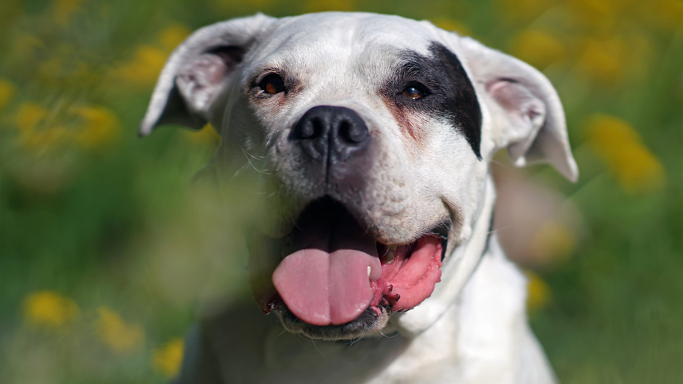 Close up of Dogo Argentino
