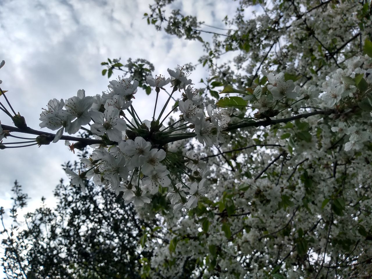 You don&rsquo;t get as much natural background blur as a phone with wider aperture, but there is some.