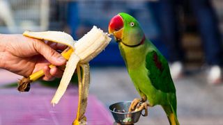 Parrot eating banana