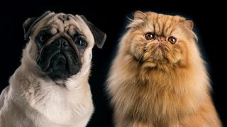Pug and Persian cat together on black background