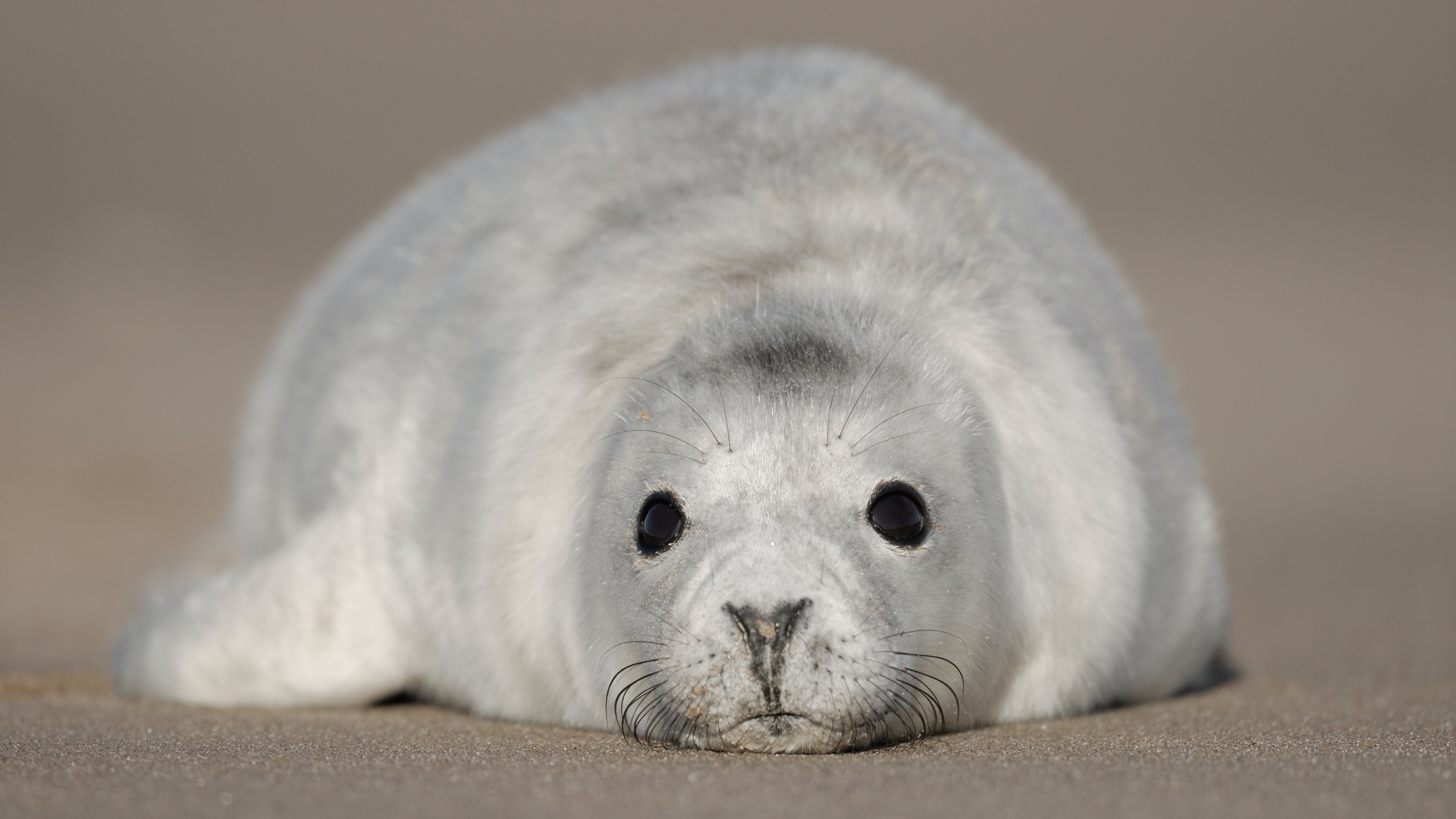 A Grey seal pup in Scotland: The New Wild