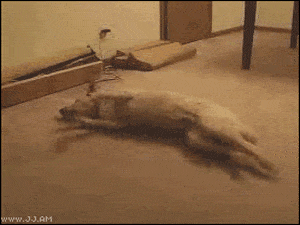 Dog Running in Sleep Wakes Up and Runs Into Wall