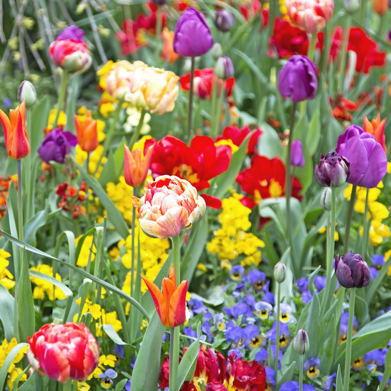 Spring flowers in a rainbow of colors