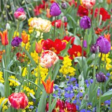 Spring flowers in a rainbow of colors