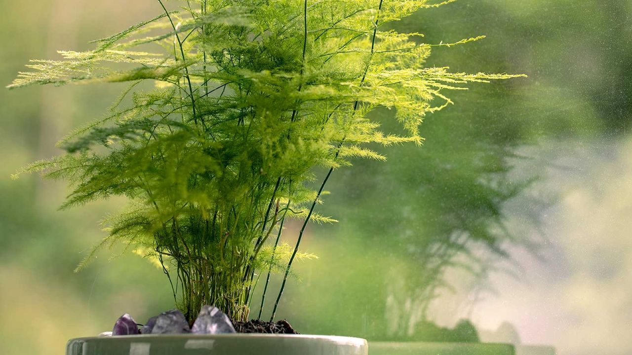 asparagus fern in pot