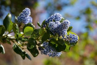 spring flowers