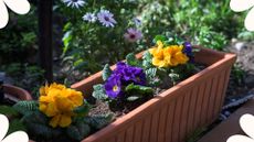 picture of three primrose plants in a terracotta planter in garden