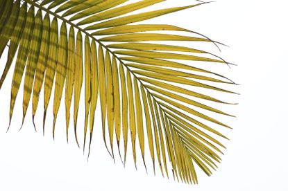 Yellowing Sago Palm Fronds