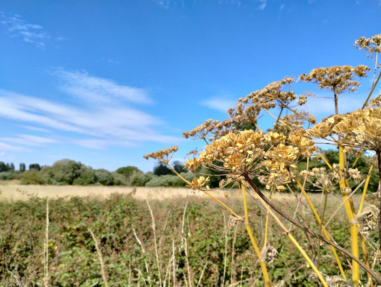 Motorola Moto G82 camera sample: The Moto G82 takes more vibrant images than the step-down Moto G62, despite having very similar hardware.