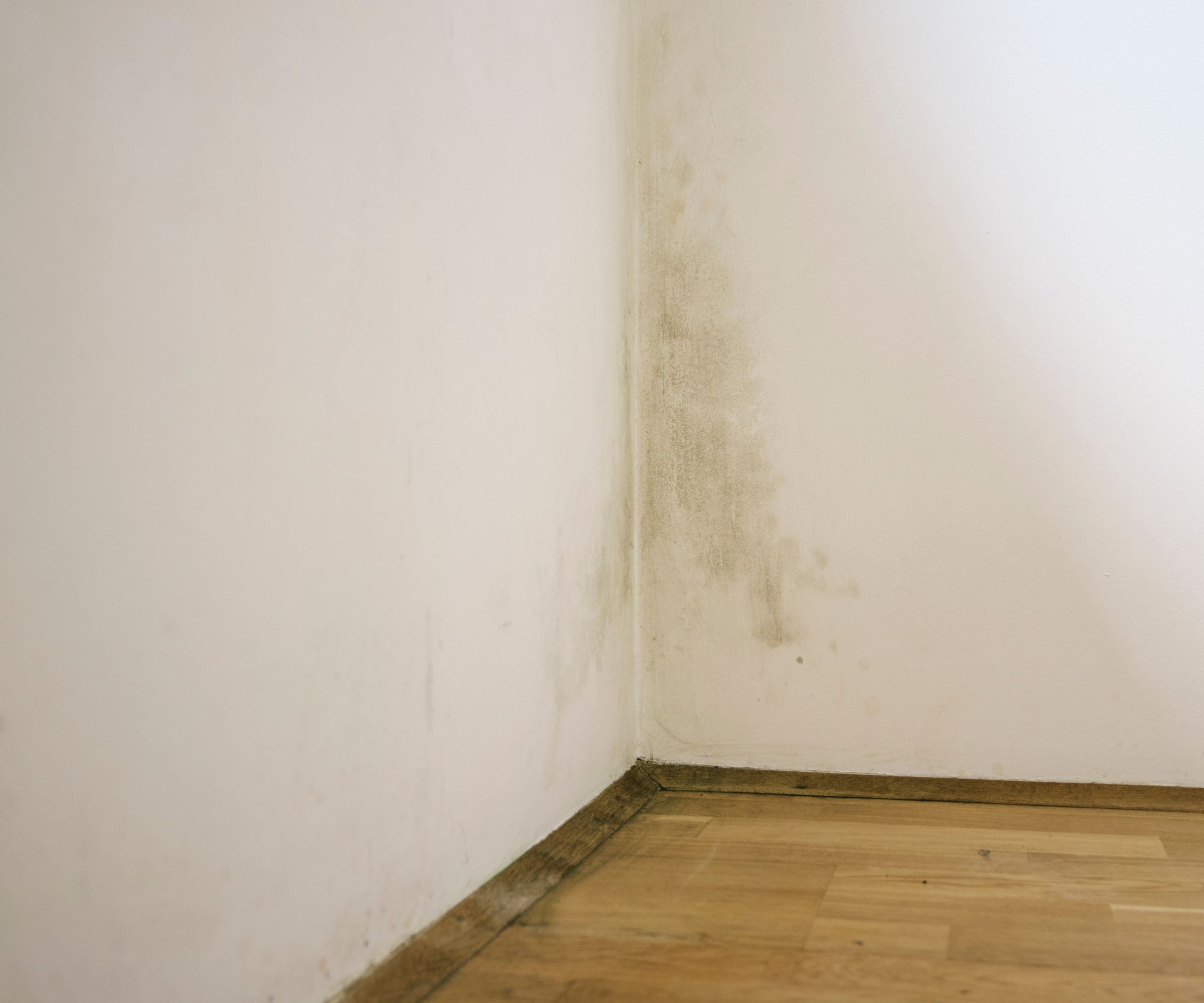 Green mould staining a lower wall corner