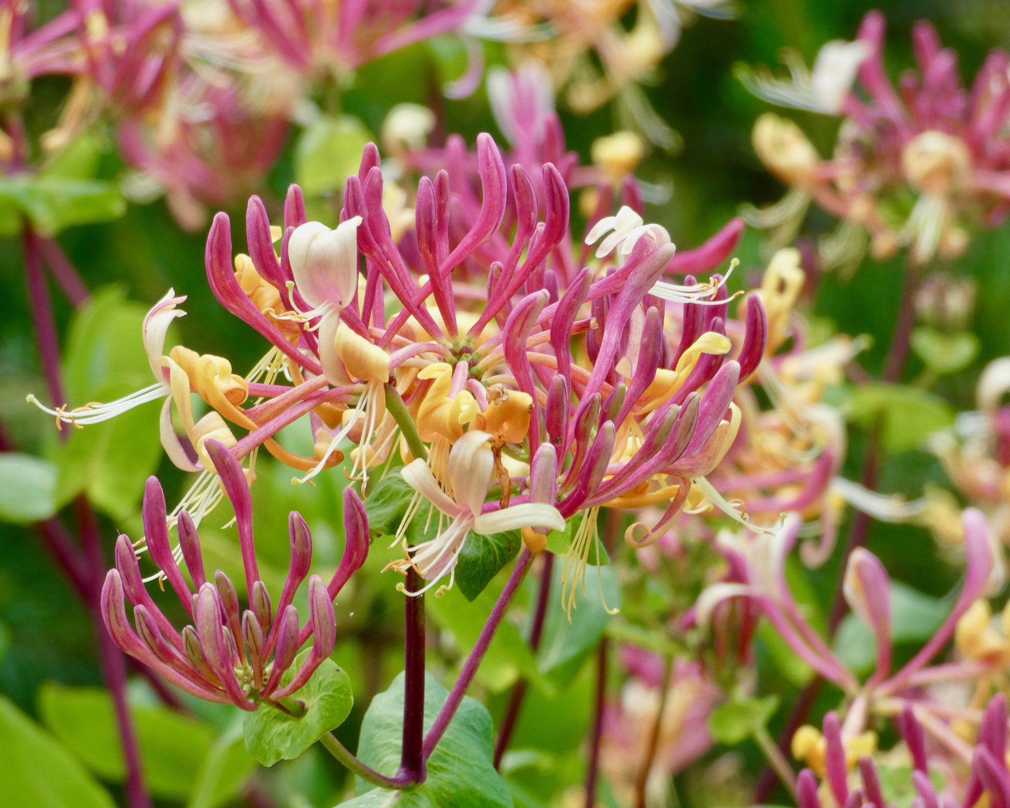 honeysuckle in bloom