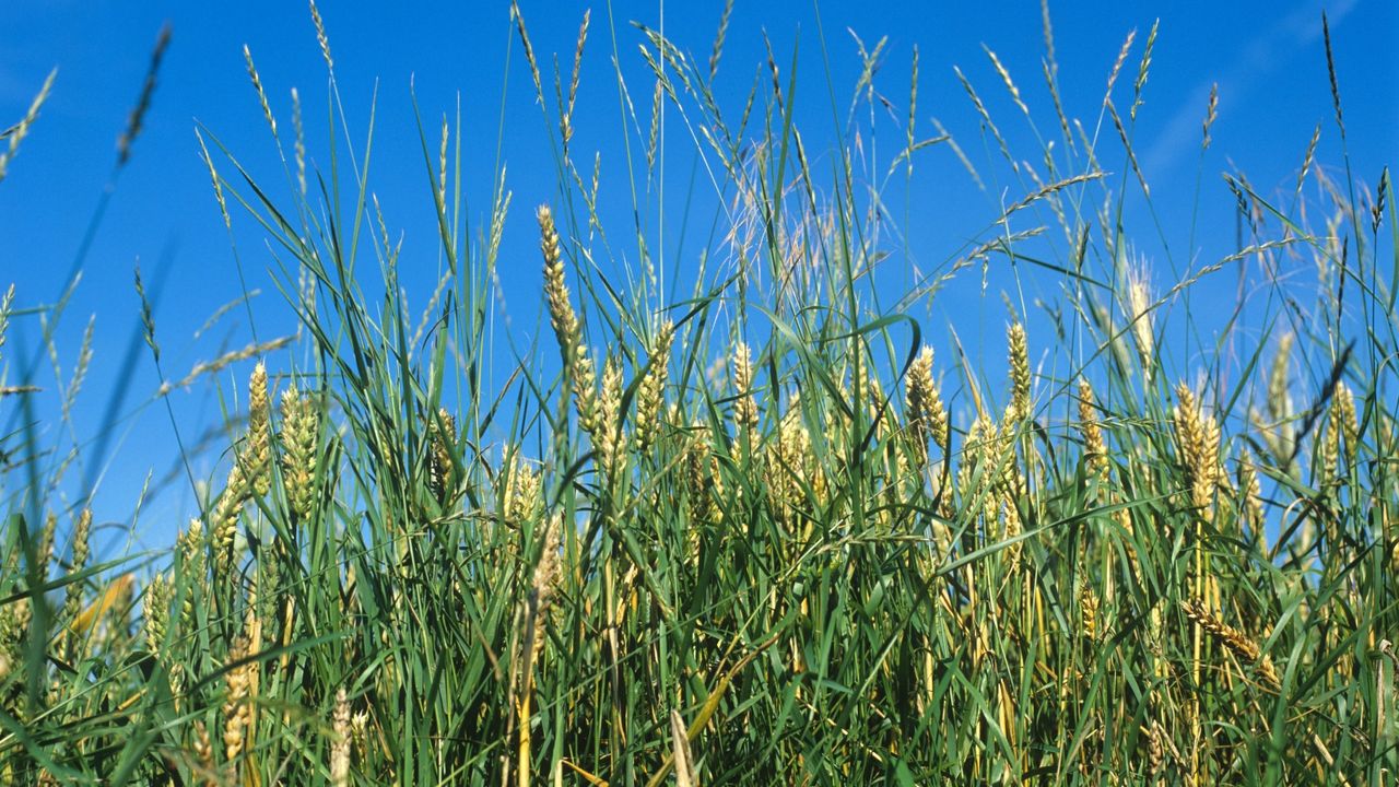 Quackgrass weeds