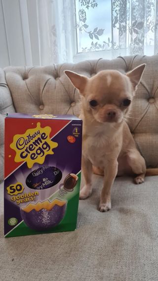 Bailey from Chatham urgent life saving treatment after eating chocolate Easter egg