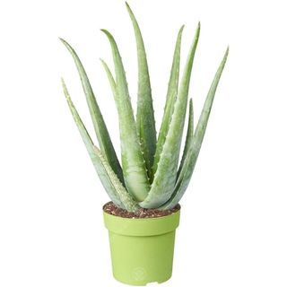 aloe vera plant