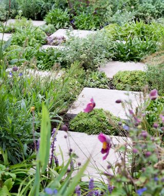 ground cover plants in between pavers of a stepping stone path