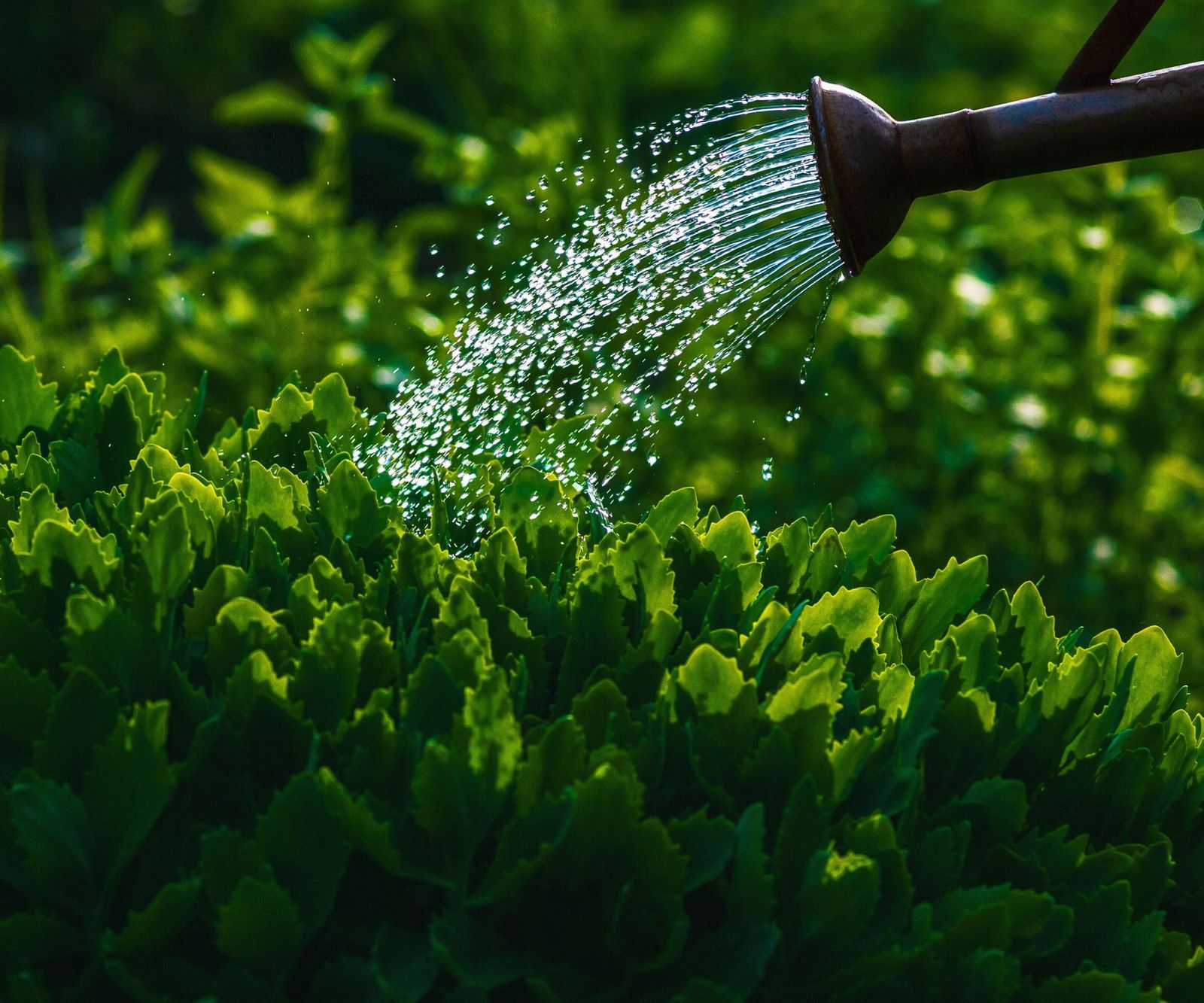 Watering plants at night experts discuss the pros and cons Homes & Gardens