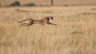 photo of a cheetah mid-sprint in a field