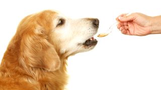 Dog being given a supplement on a teaspoon with peanut butter