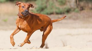 One of the best dogs for runners, a Rhodesian Ridgeback running through the sand