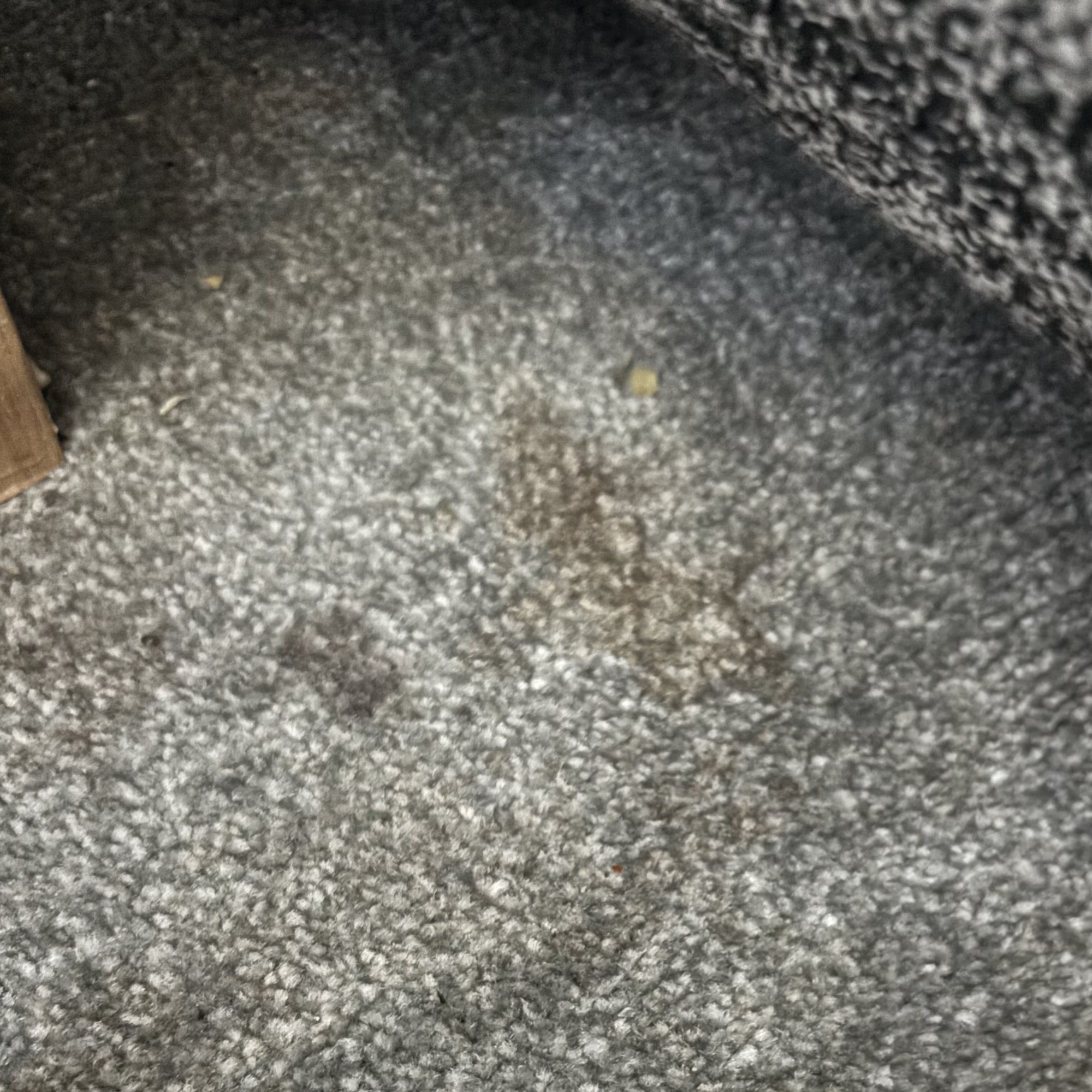 Tea stains on grey carpet