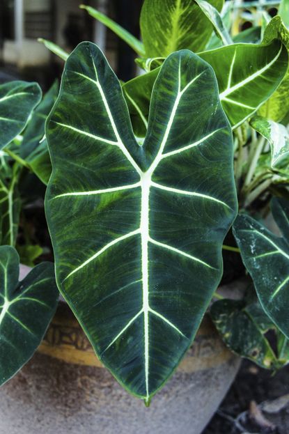 Alocasia Plant With Big Green Leaves