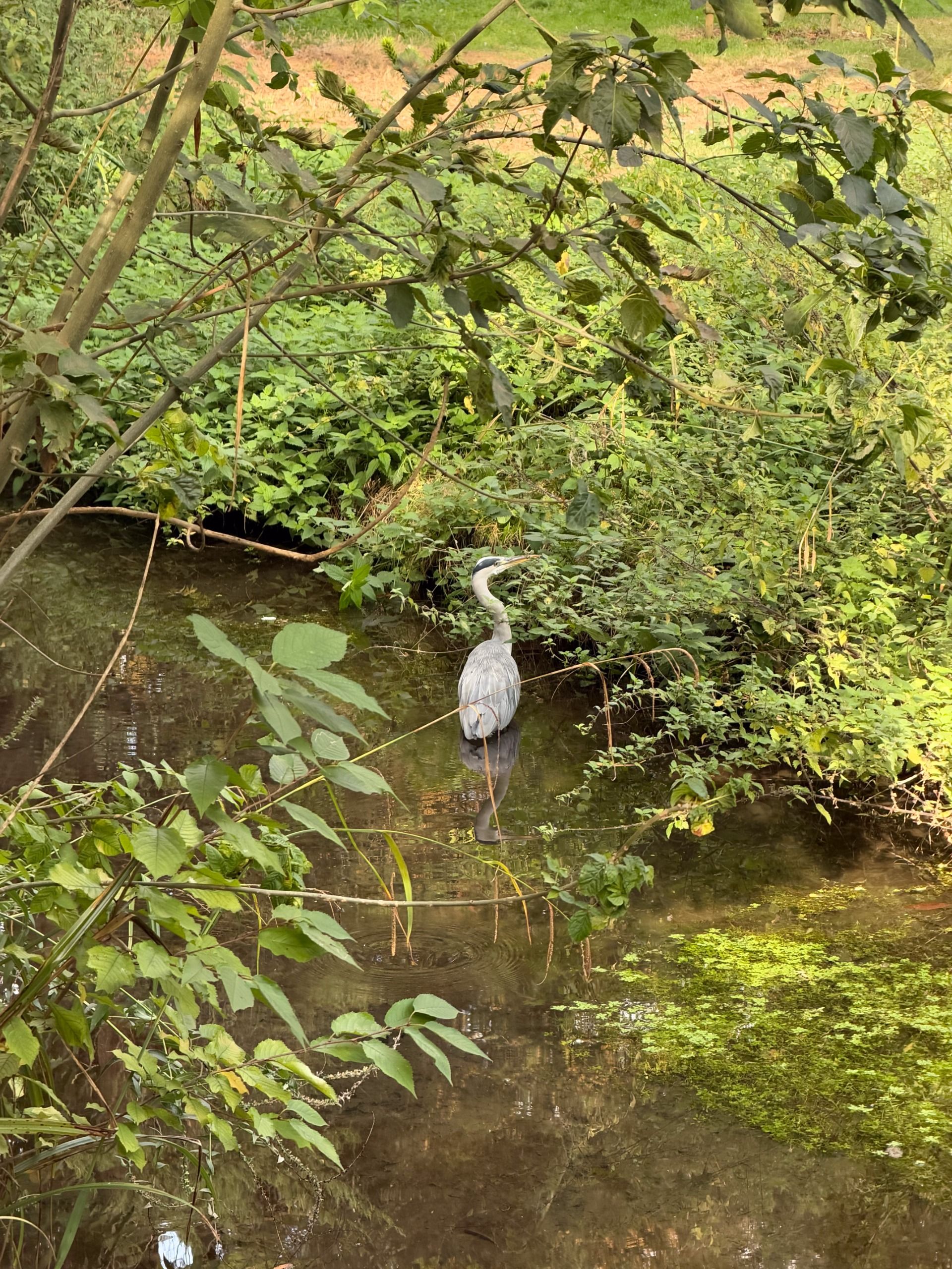 Grey heron standing in shallow water surrounded by dense green vegetation and overhanging branches.