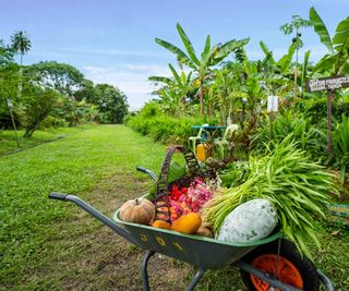 A wheelbarrow full of freshly harvested vegetables with banana trees in the background