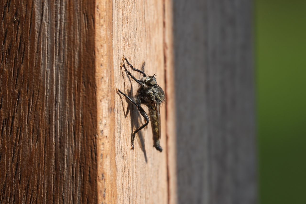 Close-up of a robber fly resting on a sunlit wooden post.