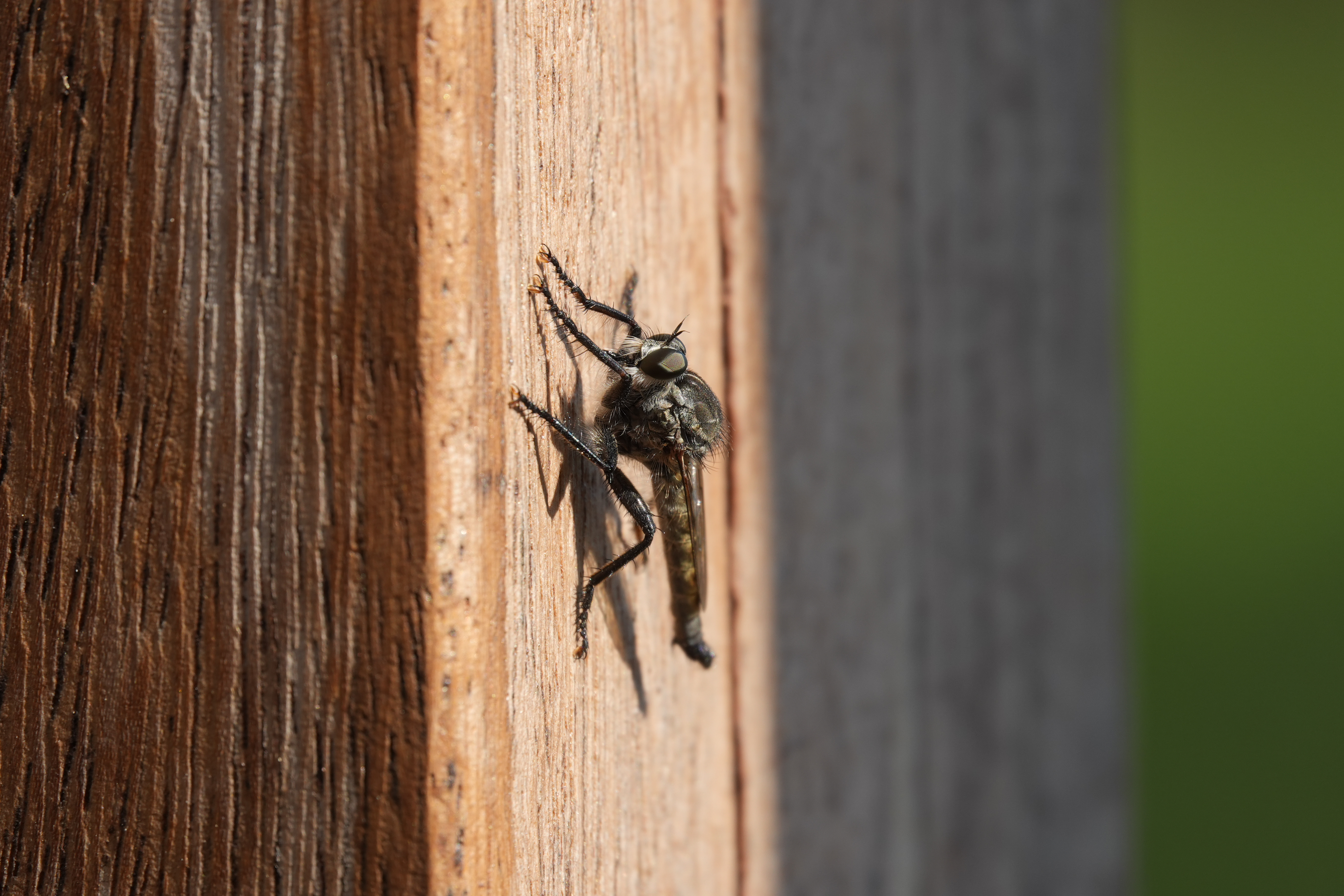Close-up of a robber fly resting on a sunlit wooden post.