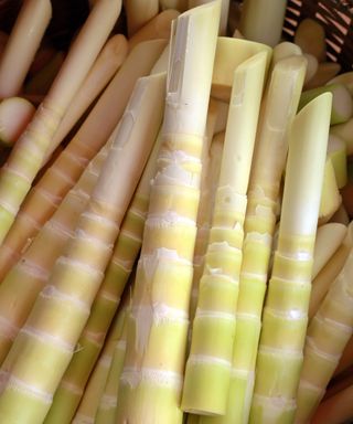 Bamboo shoots in basket