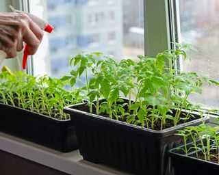 Keeping seedling soil moist on windowsill